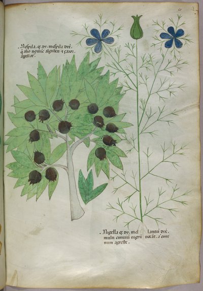 Illustration botanique, vers 1440 (encre et couleur sur vélin) - Italian School