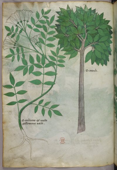 Illustration botanique, vers 1440 (encre et couleur sur vélin) - Italian School