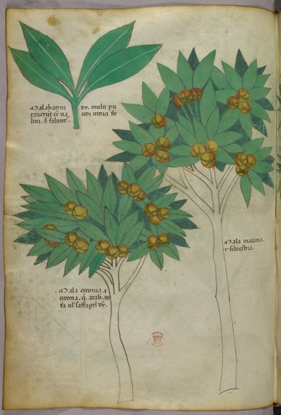 Illustration botanique, vers 1440 (encre et couleur sur vélin) - Italian School