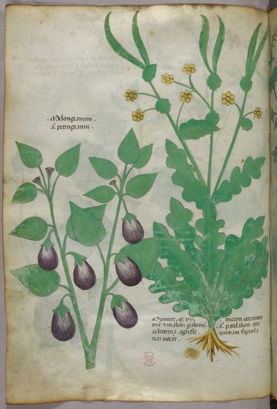 Illustration botanique, vers 1440 (encre et couleur sur vélin) - Italian School