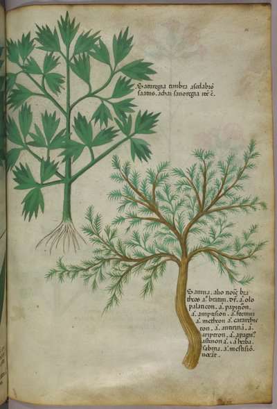 Illustration botanique, vers 1440 (encre et couleur sur vélin) - Italian School