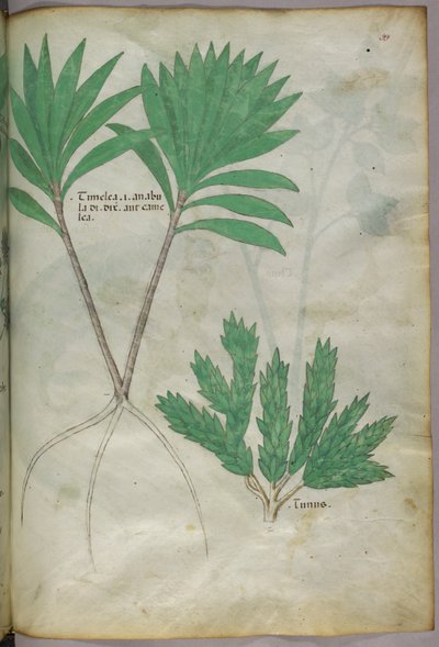 Illustration botanique, vers 1440 (encre et couleur sur vélin) - Italian School