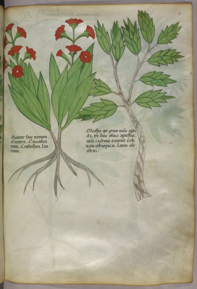 Illustration botanique, vers 1440 (encre et couleur sur vélin) - Italian School