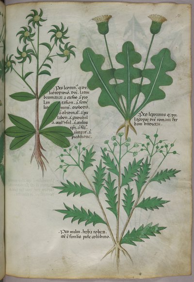 Illustration botanique, vers 1440 (encre et couleur sur vélin) - Italian School