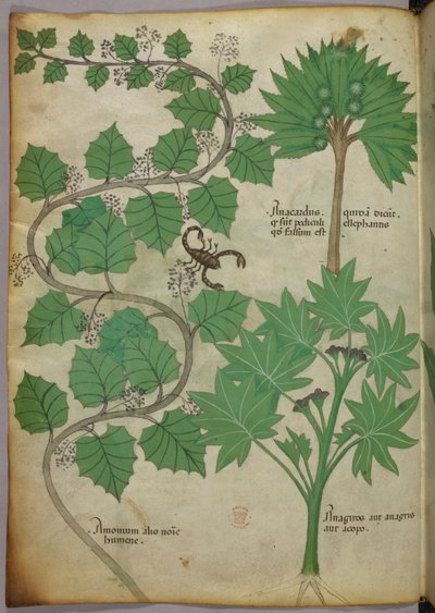 Illustration botanique, vers 1440 (encre et couleur sur vélin) - Italian School