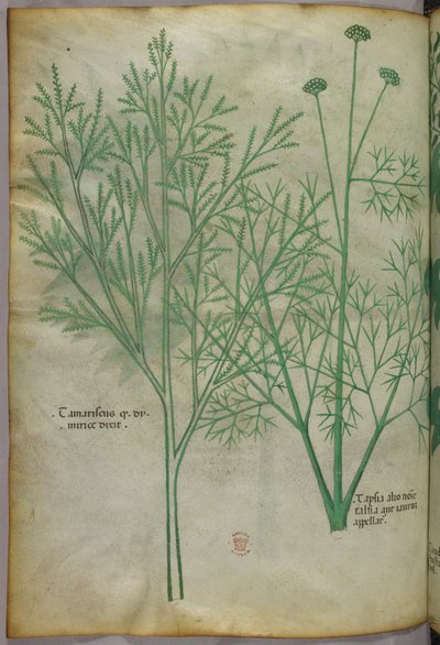 Illustration botanique, vers 1440 (encre et couleur sur vélin) - Italian School