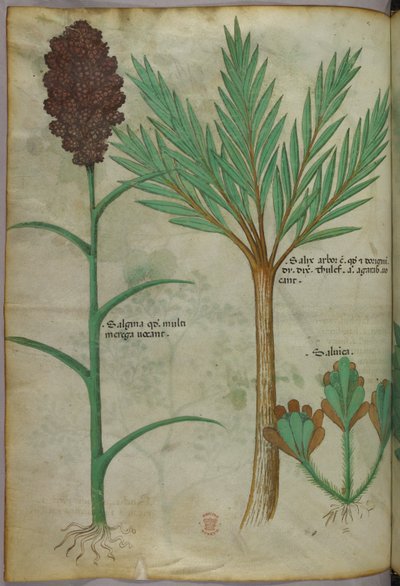 Illustration botanique, vers 1440 (encre et couleur sur vélin) - Italian School