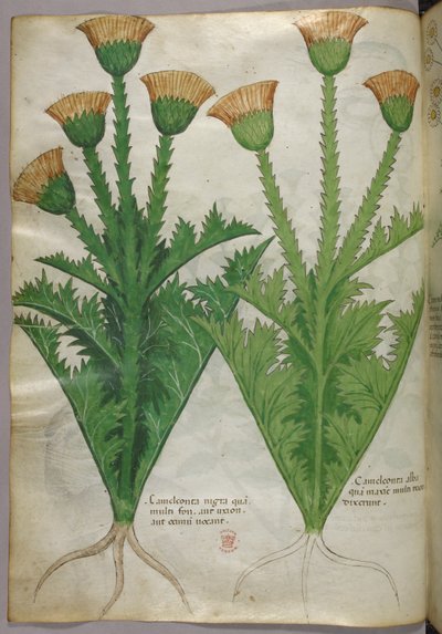 Illustration botanique, vers 1440 (encre et couleur sur vélin) - Italian School