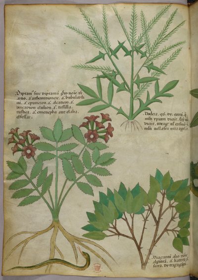 Illustration botanique, vers 1440 (encre et couleur sur vélin) - Italian School