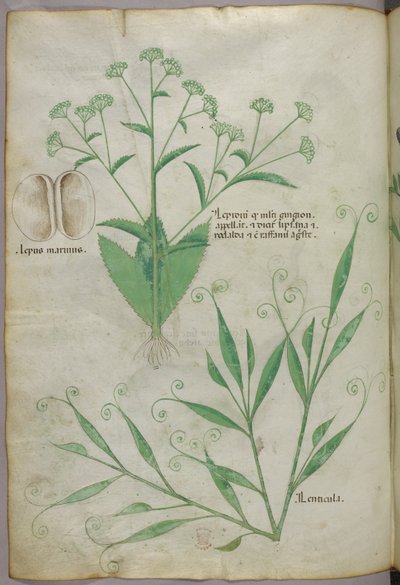 Illustration botanique, vers 1440 (encre et couleur sur vélin) - Italian School