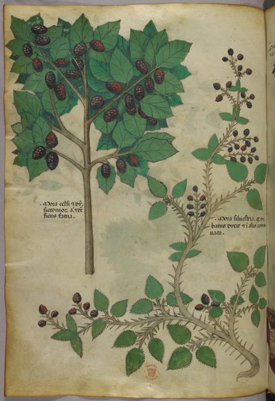 Illustration botanique, vers 1440 (encre et couleur sur vélin) - Italian School