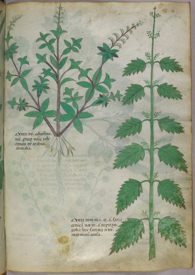 Illustration botanique, vers 1440 (encre et couleur sur vélin) - Italian School