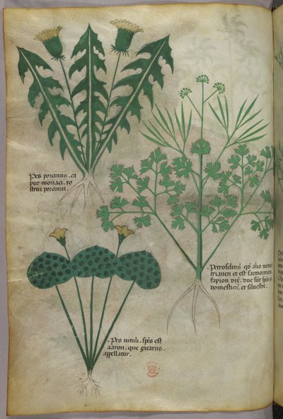 Illustration botanique, vers 1440 (encre et couleur sur vélin) - Italian School