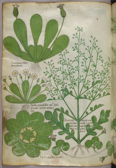 Illustration botanique, vers 1440 (encre et couleur sur vélin) - Italian School