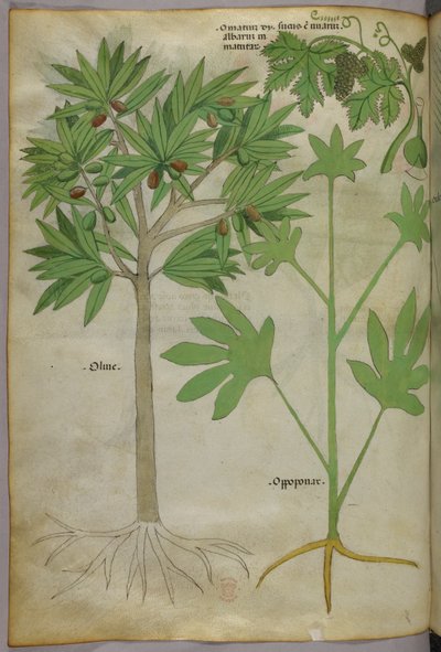 Illustration botanique, vers 1440 (encre et couleur sur vélin) - Italian School