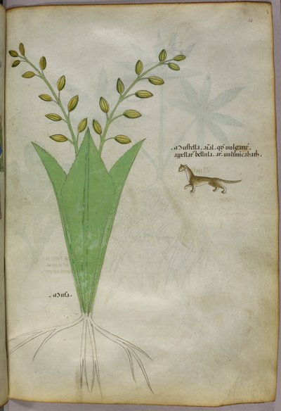 Illustration botanique, vers 1440 (encre et couleur sur vélin) - Italian School
