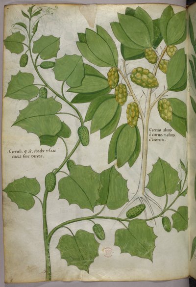 Illustration botanique, vers 1440 (encre et couleur sur vélin) - Italian School
