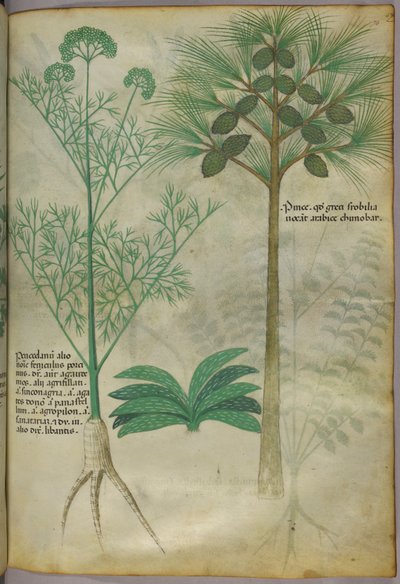 Illustration botanique, vers 1440 (encre et couleur sur vélin) - Italian School