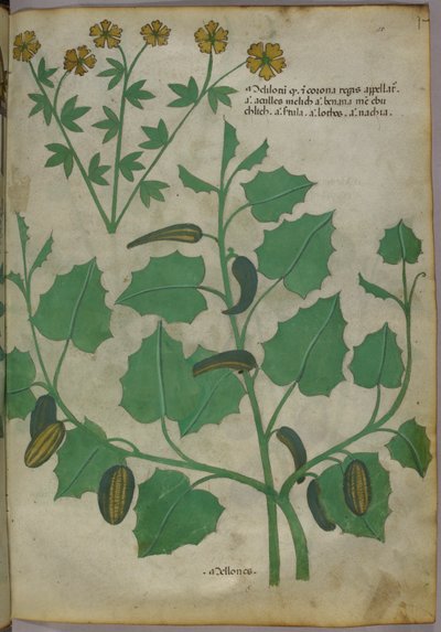 Illustration botanique, vers 1440 (encre et couleur sur vélin) - Italian School