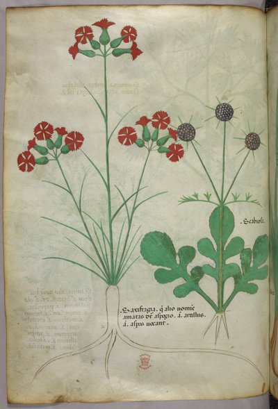 Illustration botanique, vers 1440 (encre et couleur sur vélin) - Italian School