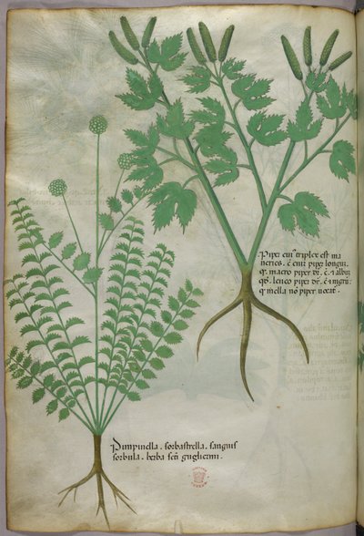 Illustration botanique, vers 1440 (encre et couleur sur vélin) - Italian School