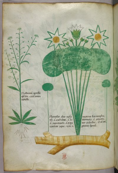 Illustration botanique, vers 1440 (encre et couleur sur vélin) - Italian School
