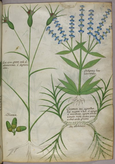 Illustration botanique, vers 1440 (parchemin), vers 1440 (encre et couleur sur vélin) - Italian School