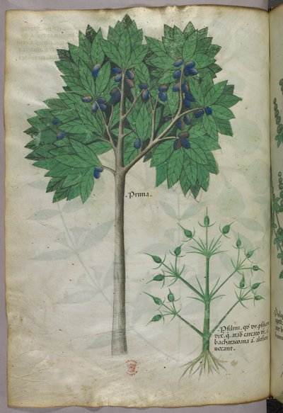 Illustration botanique d