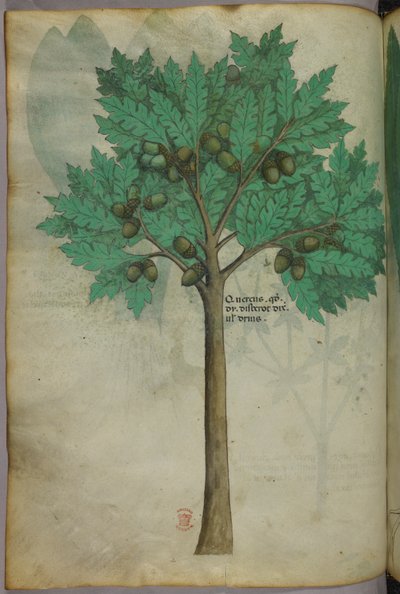 Illustration botanique d