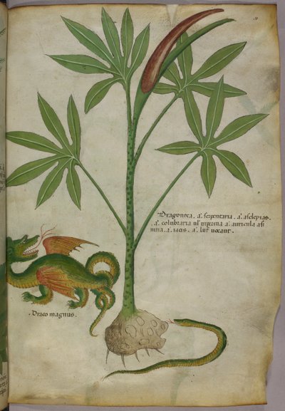 Illustration botanique d