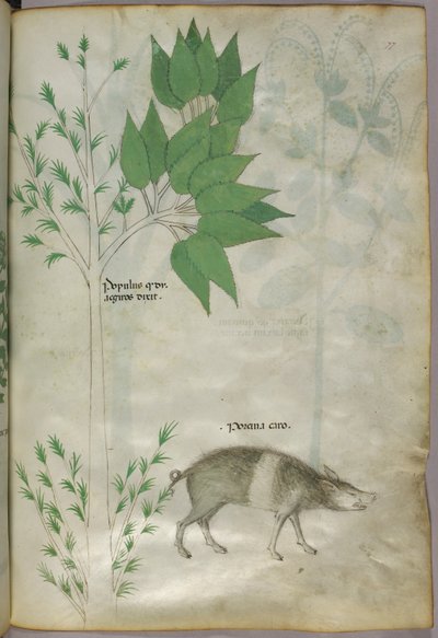 Illustration botanique d