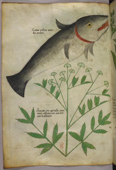 Illustration botanique d