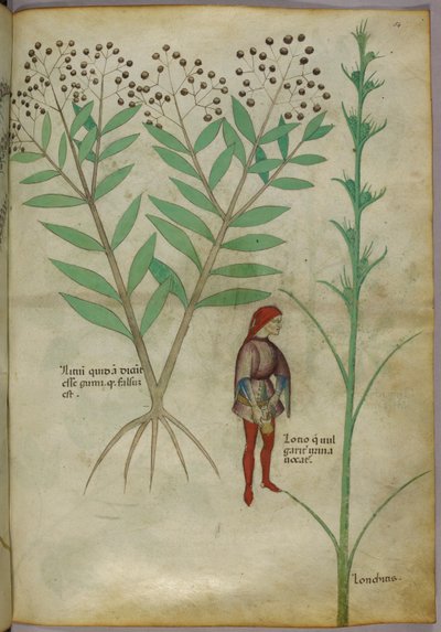 Illustration botanique d
