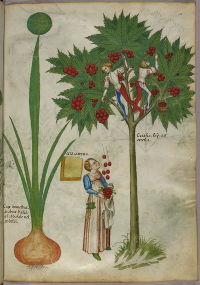 Illustration botanique d