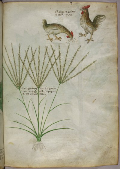 Illustration botanique d