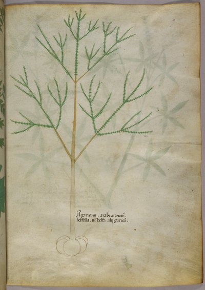 Illustration botanique d