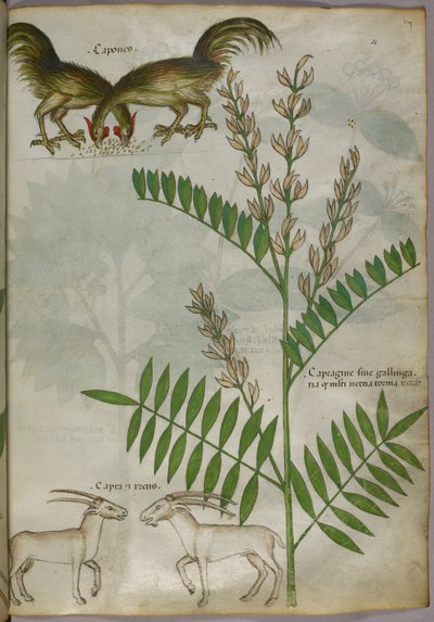 Illustration botanique d