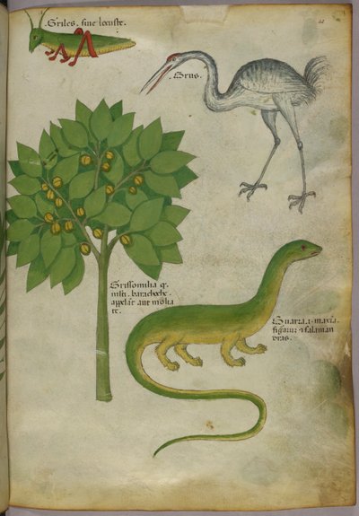 Illustration botanique d
