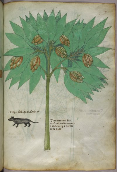 Illustration botanique d