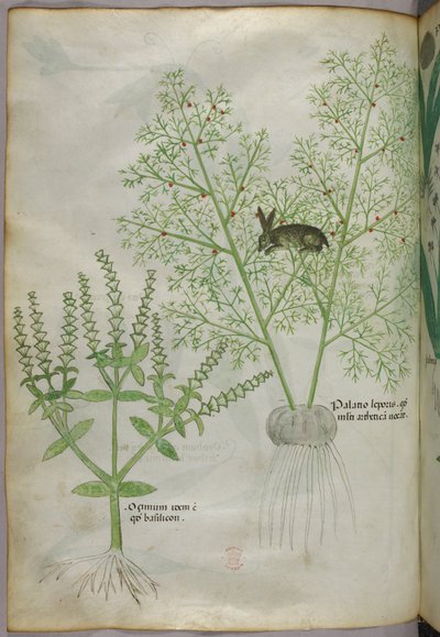 Illustration botanique d