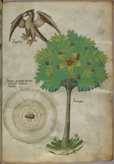 Illustration botanique d