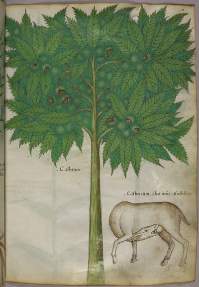 Illustration botanique d