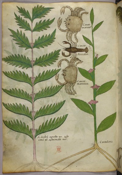Illustration botanique de crabes et d