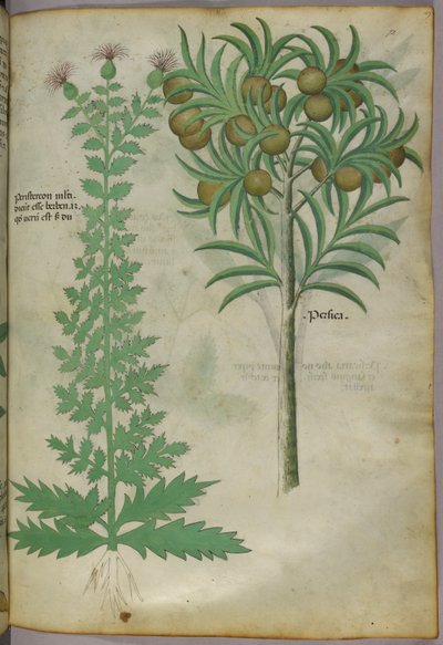 Illustration botanique d