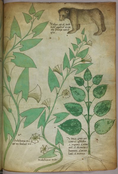 Illustration botanique d