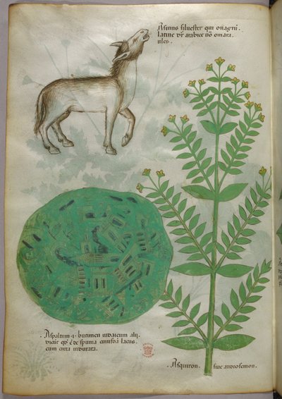 Illustration botanique d