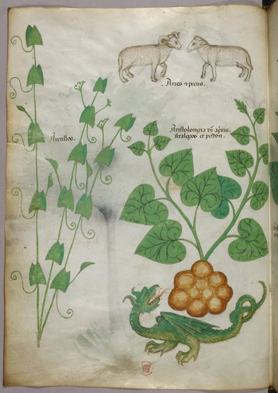 Illustration botanique de plantes, d