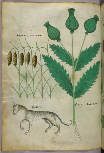 Illustration botanique de plantes et d