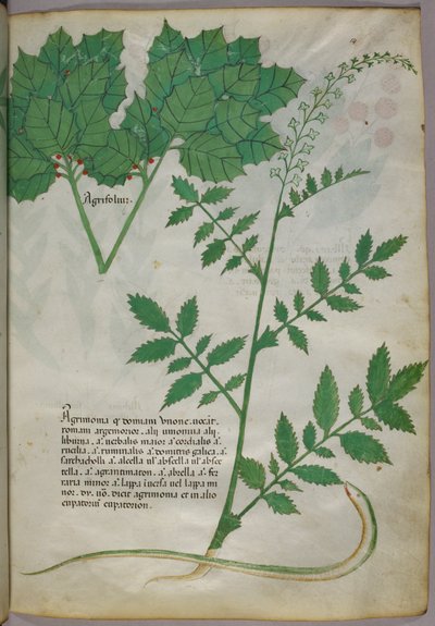 Illustration botanique de plantes et d