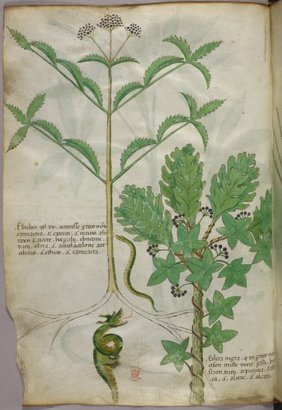 Illustration botanique de plantes et d